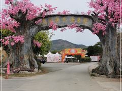 -天适樱花悠乐园
