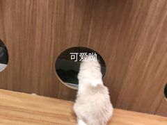 -COLOR PETS 撸猫馆·购猫·猫咖(长风大悦城店)