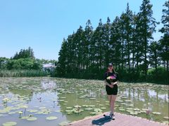 -上海长兴岛郊野公园