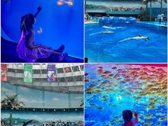 -海合安成都极地海洋公园