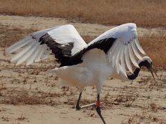 -盐城丹顶鹤湿地生态旅游区