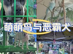 -中环花鸟鱼虫市场