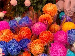 -越秀西湖花市(广州城市广场花卉店)