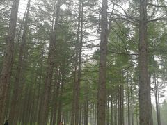 -塞罕坝国家级自然保护区