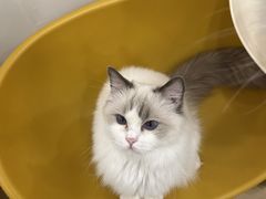 -有喵·猫咖·狗咖·40+猫狗有小奶狗(岗厦店)