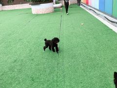 -汪说喵讲宠物乐园宠物酒店(红星美凯龙店)