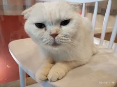 -猫爷宠物生活馆·撸猫馆