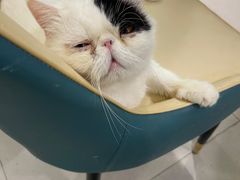 -安格丽娜·狗咖·猫咖羊驼咖(春熙路百盛商场店)