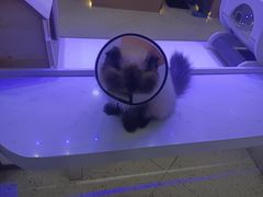 -喵园·猫主题咖啡厅·撸猫·猫咖(国贸店)