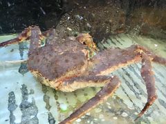 -龙悦湾酒家·八阵鱼生·渔人码头店