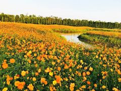 -上海长兴岛郊野公园