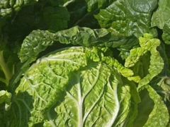 白菜-永兴食杂店烘焙坊(新年蛋糕店)