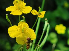 -黑龙江省森林植物园