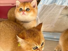 -糯米喵星人总部直营旗舰店·猫舍·幼猫出售