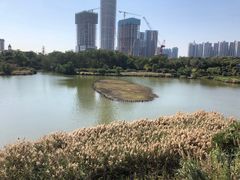 -华侨城湿地公园