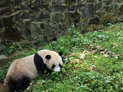 -都江堰中华大熊猫苑