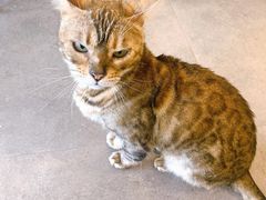 -飞行喵MR PILOT|猫舍·猫咖(静安大融城店)