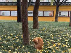 -西园戒幢律寺