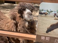 -石家庄市动物园