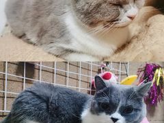 -我爱猫咪·猫咖·狗咖·安哥拉兔·羊驼咖(小寨华旗店)