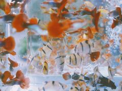 -曲阳花鸟市场(曲阳路店)