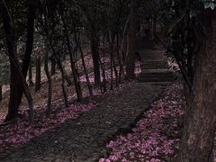-峙山公园
