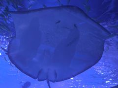 -苏州海洋馆