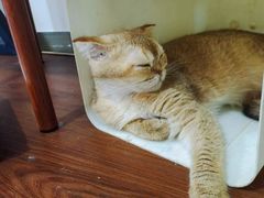 -楼上猫咖(罗湖店)