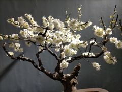 -石家庄市植物园