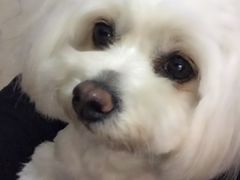 -菲丽丝宠物医院·24小时·猫科中心·免疫点(淮海分院)