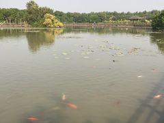 -大湾区中央湿地公园