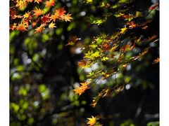 -王顺山国家森林公园