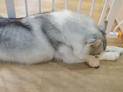 -Husky Go! 哈士奇体验馆·宠物咖啡厅狗咖