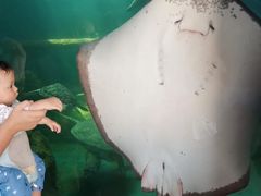 -广东惠东海龟国家级自然保护区