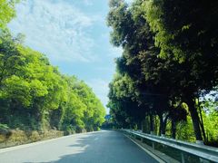 -铁山坪森林公园