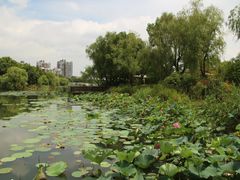 -新江湾城公园