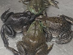 -粤凤佬