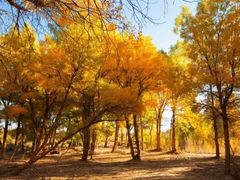 -金塔沙漠胡杨林景区