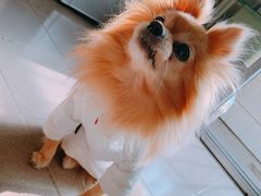-特一安24小时宠物医院·骨科·中兽医