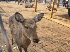 -长白岛森林公园