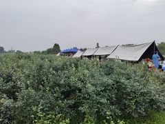 -金谷域澳洲庄园