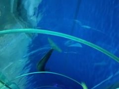 -北戴河圣蓝海洋公园