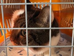 -momokira米努特·德文卷毛猫·棉花面纱犬