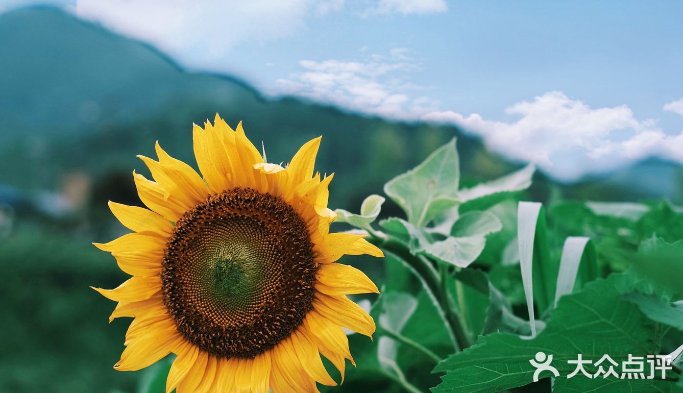七月𝗦𝗨𝗠𝗠𝗘𝗥限定🌞母亲与向日葵🌻有约