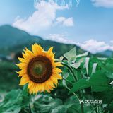 七月𝗦𝗨𝗠𝗠𝗘𝗥限定🌞母亲与向日葵🌻有约