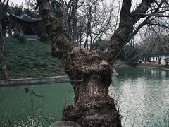 -扬州大运河文化旅游度假区·盆景园