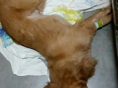 -严国平动物医院(德政总院)