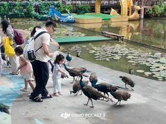 -西双版纳原始森林公园