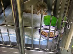 -瑞鹏宠物医院·爱宠堂·骨外专科(西荷分院)