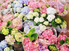 -龙大花卉苗木市场